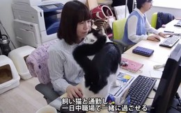 Công ty thưởng tiền cho nhân viên nuôi mèo