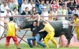 Vụ trâu chọi húc chết chủ ở Đồ Sơn: Đây không phải là lần đầu trâu nổi cơn điên