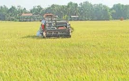 Tranh giành đất, em chém anh rồi dìm xuống nước