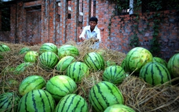 Trung Quốc không mua dưa hấu Việt Nam là do… trái to
