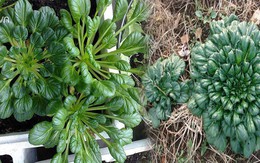 Muốn ăn rau ngon sạch lại đẹp nhà, học ngay cách trồng rau cải xanh hình hoa hồng