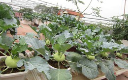 Khoai tây, bắp cải dày đặc trên mái nhà: Khu vườn hiếm có ở Hà Nội