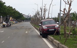 Xế hộp bay lên dải phân cách vì tông phải bò ngủ giữa đường