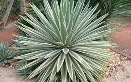 Quá nguy hiểm khi trồng cây thế kỷ làm cảnh tại nhà vì quá độc