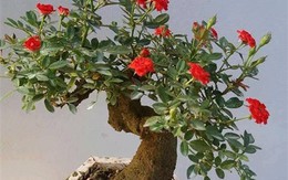 Hồng giả cổ bọc xi măng, thạch cao, phủ rêu bỗng dưng... cháy hàng