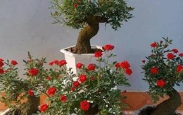 Hồng giả cổ bọc xi măng, thạch cao, phủ rêu "cháy hàng" dịp Tết