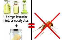 3 cách an toàn để 'xóa sổ' côn trùng tại nhà