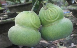 Những loại quả đem lại may mắn đừng nên bỏ qua dịp Tết Mậu Tuất