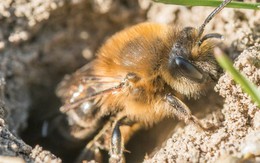 Thâm cung bí sử (156 - 2): Kinh hoàng ong lỗ