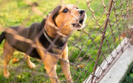 Giết cả nhà hàng xóm vì bực tiếng chó sủa