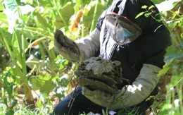 Mạo hiểm, liều mạng nghề bắt tử thần, thu tiền triệu mỗi ngày