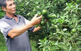 Trồng quýt đường không thuốc sâu, lão nông thu tiền tỷ mỗi năm