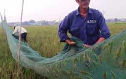 Vượt hàng trăm km "hốt" bạc triệu mỗi ngày nhờ nghề săn "tôm bay"