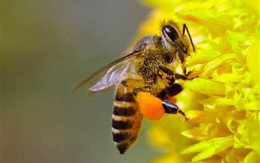 Thâm cung bí sử (156 - 3): Thuốc giải nọc độc ong lỗ