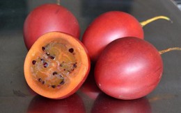 Cà chua độc lạ giá 1 triệu đồng/kg một thời giờ ra sao?