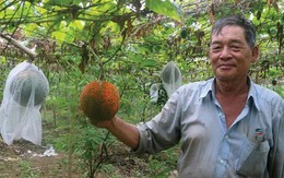 Trồng gấc làm dược liệu, cụ ông ở An Giang kiếm bộn tiền
