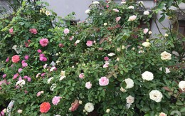 Sau 3 năm trồng hoa hồng, người phụ nữ Hà Nội đã sở hữu một vườn hồng thơm ngào ngạt trên sân thượng
