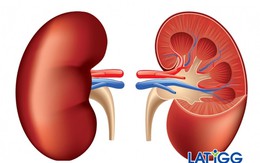 Chuyên gia đầu ngành Thận: Nên giữ mồm giữ miệng, đừng mắc sai lầm này khi ăn kẻo suy thận