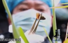 Đống vỏ ốc tố giác hung thủ vứt xác nữ tài xế taxi