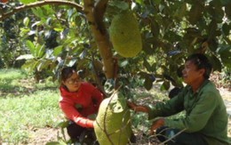 Bí quyết trồng mít Thái trái "to vật" lãi hơn nửa tỷ đồng