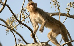 Cụ ông 72 tuổi bị bầy khỉ ném đá đến chết