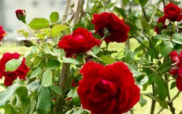 Vườn hoa hồng sực nức mùi thơm của ca sĩ Mỹ Lệ