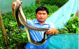 Chết khiếp: Khoanh lưới gần 2.000 con rắn loang lổ ở Hậu Giang