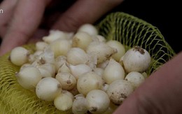 Muốn rắn không bò vào nhà hãy thử những cách này