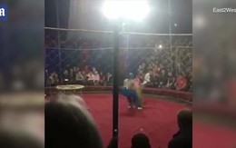 Sư tử phá lưới, vồ bé gái 4 tuổi trong rạp xiếc Nga