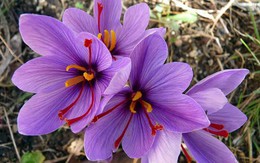 Nhìn giống hoa bèo tây nhưng nhụy của loài hoa này lên đến hàng trăm triệu vì có tác dụng chữa bệnh thần kỳ