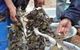 Câu ếch đồng mùa nước nổi, mỗi đêm bắt 5-10 ký, dư vài trăm ngàn