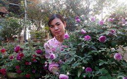 Khu vườn hoa hồng rộng hơn 1000m², rực rỡ sắc màu từ hoa nội đến hoa ngoại của cô giáo mầm non ở Hà Nội