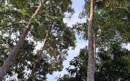 Loài cây thẳng tắp, cao vút, ra quả thơm,... bán đắt như vàng
