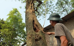 Diễn biến mới vụ người dân xin bán đấu giá “cụ sưa” trăm tỷ