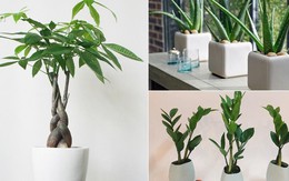 Con đường công danh lên như diều gặp gió nhờ đặt đúng những loại cây cảnh văn phòng này!