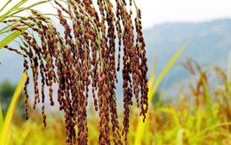 "Kỳ lạ" loại lúa chín không ngả vàng, bán cao gấp 3 lần lúa thường