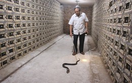 Đàn rắn độc 30.000 con: Kinh hãi người đàn ông 'chơi' với hổ mang mỗi ngày