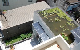 Hồ sen trên mái nhà Sài Gòn 10 năm không phải thay nước