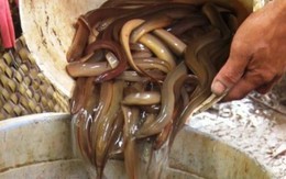 Kiếm vài triệu mỗi ngày nhờ "săn" lươn đồng mùa nước nổi