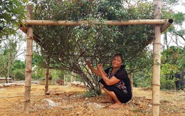 Cây hồng phấn cổ tán rộng chục người ôm, giá 60 triệu không bán