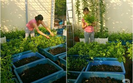 Mẹ đảm ở Hưng Yên biến sân thượng 40m² thành khu vườn xanh ngát, thu hoạch đến hàng chục cân rau củ sạch