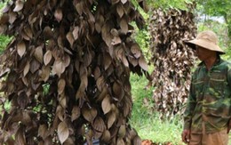 Tây Nguyên: Tiêu chết như ngả rạ, từ tỷ phú bỗng thành... trắng tay