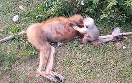 Rớt nước mắt cảnh chú khỉ con kêu khóc cố gọi mẹ dậy trong tuyệt vọng khỉ mẹ bị xe đâm