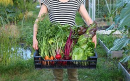 Cô gái thành phố bỏ đại học về ngoại ô trồng rau