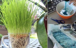 “Tiện tay” vứt bỉm của con ra vườn, mẹ trẻ kinh ngạc khi 1 tuần sau rau mọc tốt um
