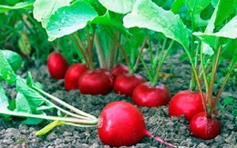 4 loại rau củ trồng tốt nhất khi mát trời và cách nuôi lớn chúng siêu hiệu quả