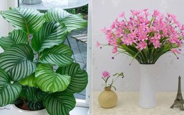 7 loại cây người giàu không bao giờ bày trong nhà, muốn nghèo hèn cứ rước vào đặt “chơi”