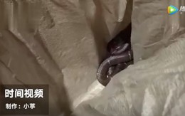 Dùng rắn độc đe dọa cưỡng hiếp một cô gái, người đàn ông phải trả giá bằng tính mạng do chính hành động của mình