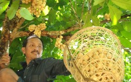 Trái chua chua, ngọt ngọt mỗi mùa “đẻ” cả chục triệu ở Quảng Nam