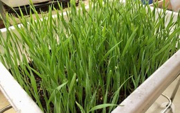Không có đất trồng rau, mẹ đảm ở Hà Nội trồng cỏ lúa mì để bảo vệ sức khỏe cả nhà